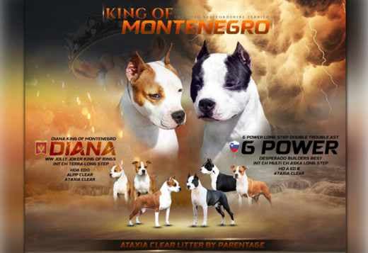 American Staffordshire Terrier puppies