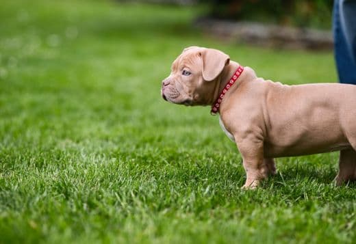 American Bully puppies for sale