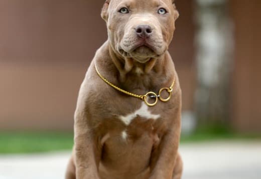 American Bully puppies