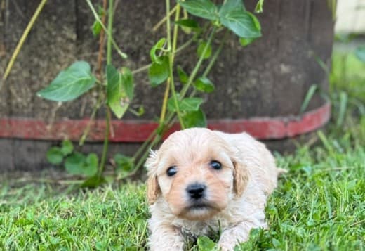 Maltipoo puppies for sale