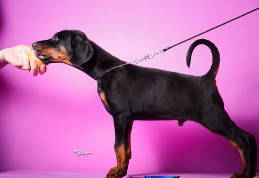 Doberman puppies