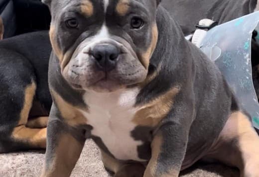 American Bully pocket puppies