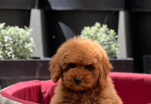 Miniature poodle puppies