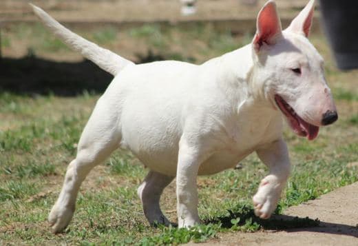 Miniature Bull Terrier puppies