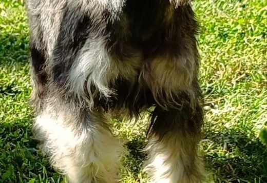 Miniature Schnauzer puppies
