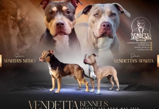 American Pit Bull Terrier puppies