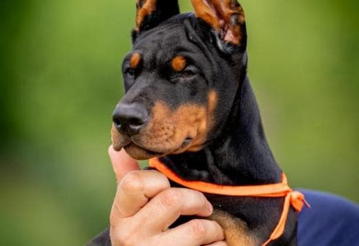 Doberman puppies