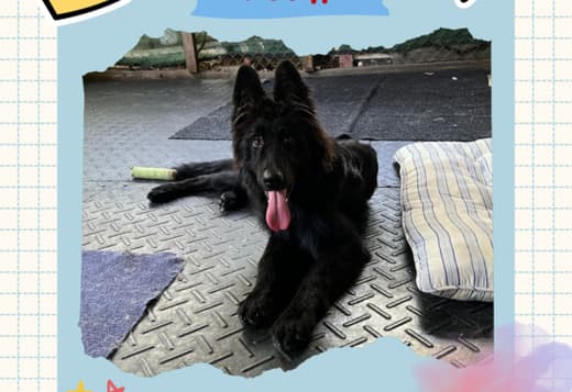 Stunning All Black Male German Shepherd