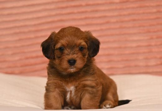 Havanese Bichon puppies