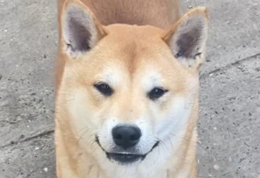 Shiba inu puppies