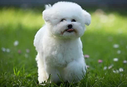 Bichon Frise puppy