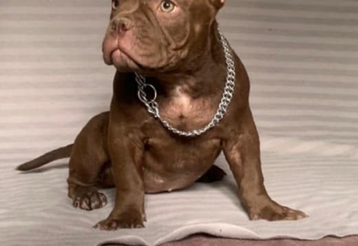 American Bully Exotic Micro puppies