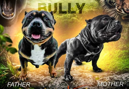 Pocket Micro American Bully puppies