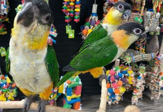 Caique parrots for sale