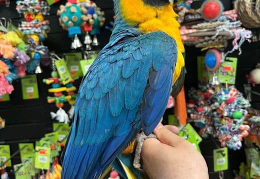 Baby macaws for sale