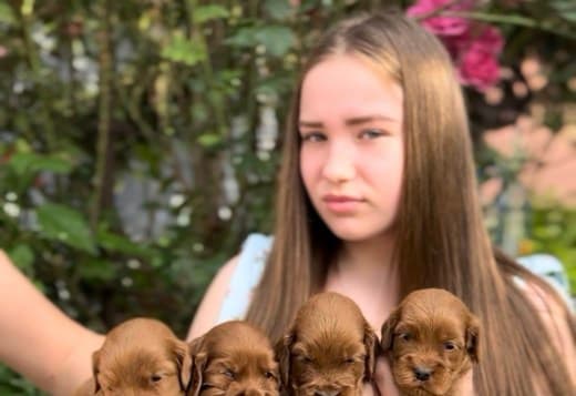 Cockapoo puppies for sale