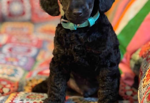 Toy Poodle puppies for sale