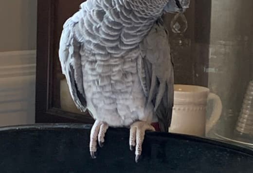 Gracie