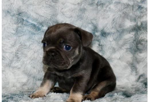 San Diego French Bulldogs