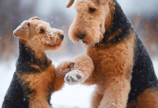 Welsh terrier puppies