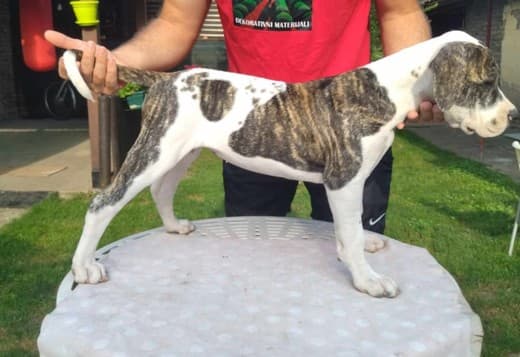 American bulldog puppies
