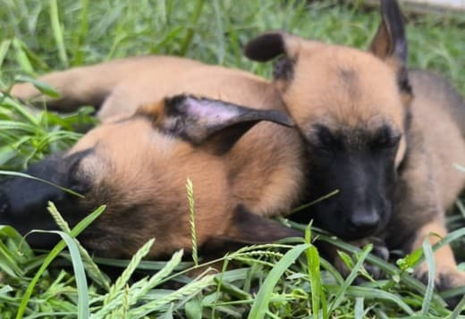 Belgian Shepherd Malinois puppies