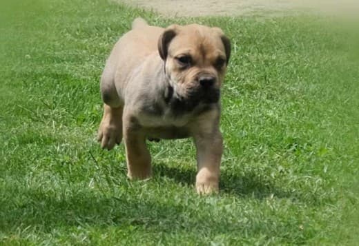 Boerboel South African Mastiff puppies