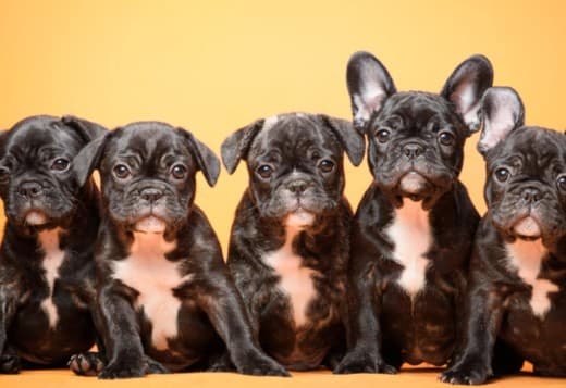 French Bulldog puppies
