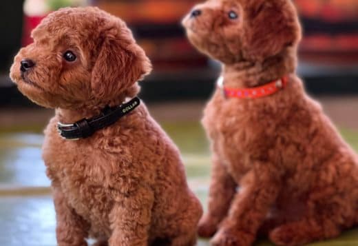 Miniature Poodle puppies