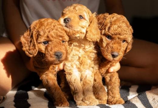 RED Dwarf Poodle puppies for sale