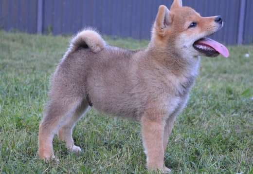 Shiba Inu puppies