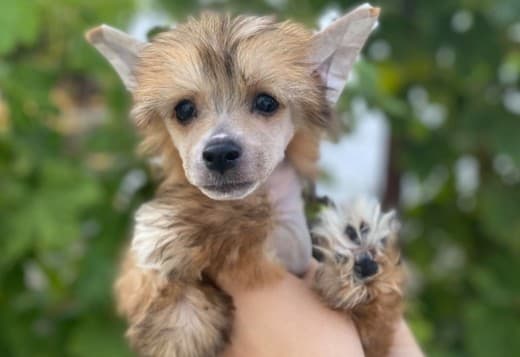 Chinese Crested puppies