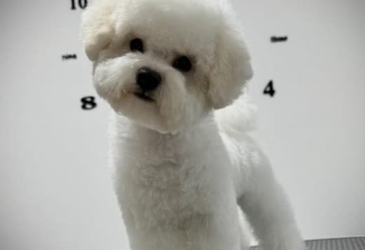 Bichon Frise female puppy