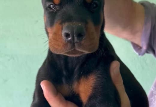Doberman puppies for sale