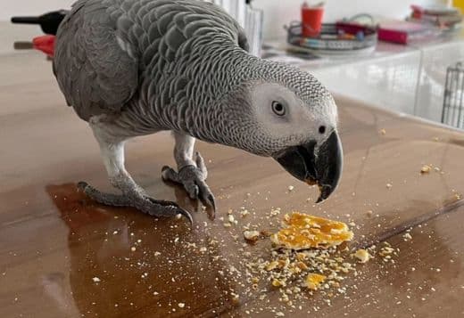 African grey parrots for sale