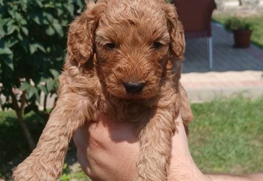 Toy Poodle puppies for sale