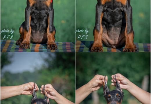 Doberman puppies for sale