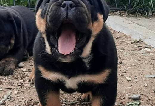English Bulldog puppy