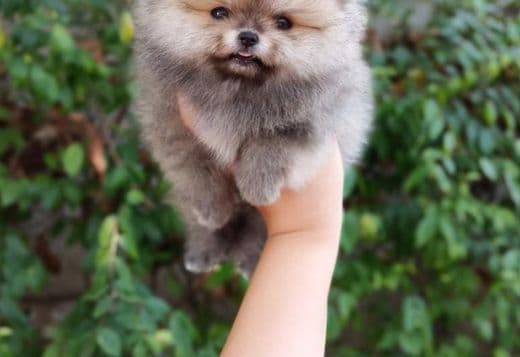 pomeranian puppies for sale