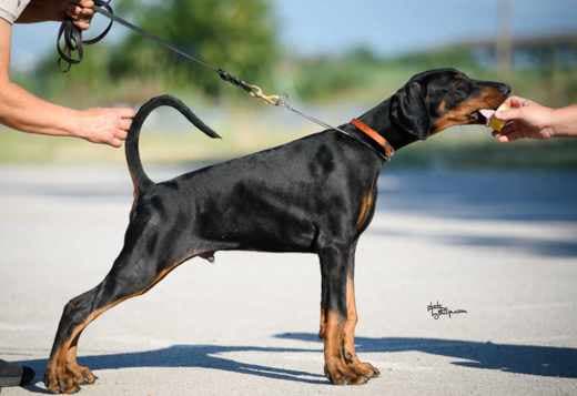 Doberman puppies