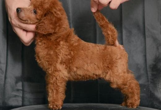 Red miniature poodle puppies