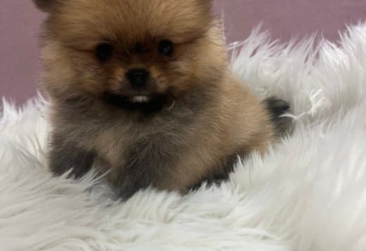 Pomeranian BOO puppies
