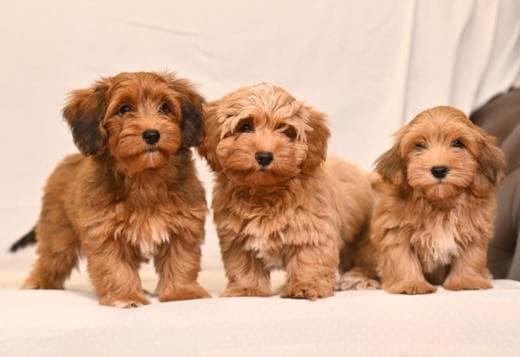 Havanese Bichon puppies