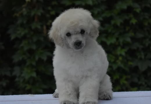 Miniature White Poodles