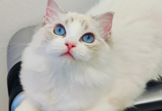 beautiful ragdoll for sell