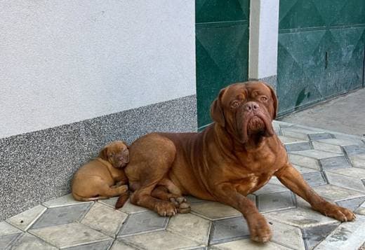 Dogue de Bordeaux puppies