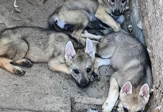 Czechoslovakian Wolfdog puppies