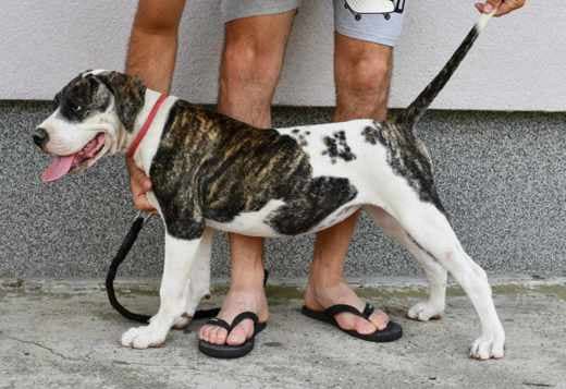American Bulldog puppies