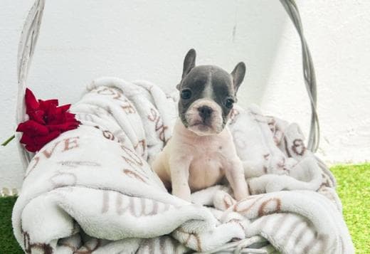 French Bulldog puppies