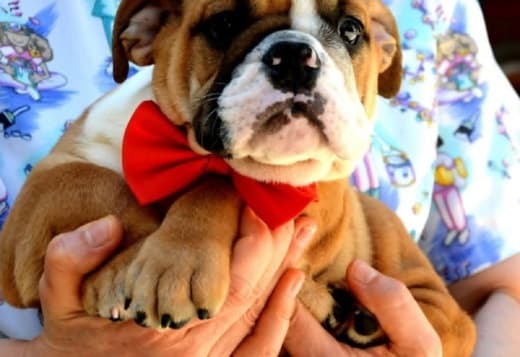 English Bulldog, top breed